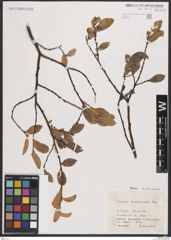 Foto von Salix breviserrata Flod.